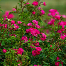 Floribunda Flower seeds for Planting - Sun Loving, Heirloom & GMO Free Seeds for Home Garden
