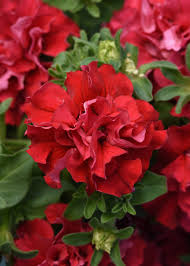 Double Madness Petunia Red Flower Planting Seeds - Vibrant Annual Seeds for Stunning Summer Blooms