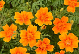 Yellow Signet Marigold Flower seeds for Planting - Compact Growth, Heirloom & GMO Free Seeds for Home Garden