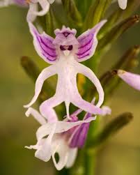 Orchis Italica Flower seeds for Planting - Compact Growth, Heirloom & GMO Free Seeds for Home Garden