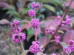 Violet Callicarpa Bodinieri Seeds for Planting  Stunning Fruit-Bearing Plants