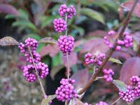 Violet Callicarpa Bodinieri Seeds for Planting  Stunning Fruit-Bearing Plants