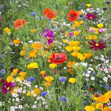 Mix Perennial Flower Seeds Flower seeds for Planting Compact Growth Heirloom & GMO Free Seeds for Home Garden