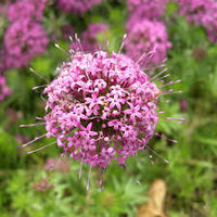 Pink Crossworts Flower seeds for Planting - Fragrant Blossoms, Heirloom & GMO Free Seeds for Home Garden