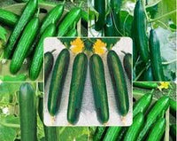 Dark Green Cucumber Seeds for Planting - Premium Vegetable Seeds
