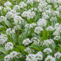 Ursinum Flower seeds for Planting - Fragrant Blossoms, Heirloom & GMO Free Seeds for Home Garden