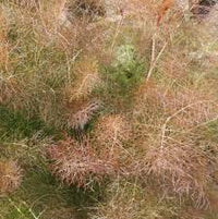 Fennel Seeds - Bronze (Foeniculum vulgare)