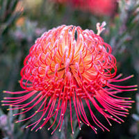 Leucospermum Cordifolium Flower seeds for Planting - Shade Tolerant, Heirloom & GMO Free Seeds for Home Garden