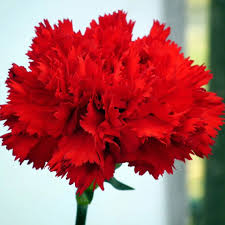 Red Carnations Flower Seeds for Planting Hardy Variety Heirloom & GMO Free Seeds for Home Garden
 
 Sale
