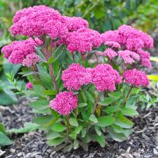Pink Sedum Flower seeds for Planting - Drought Tolerant, Heirloom & GMO Free Seeds for Home Garden