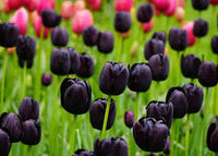 Black Tulip Flower Seeds for Planting