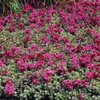 Purple Spurium Coccineum Flower seeds for Planting - Vibrant Colors, Heirloom & GMO Free Seeds for Home Garden