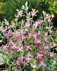 Light Green EveningScented Flower Seeds for Planting Seasonal Bloomer Heirloom & GMO Free Seeds for Home Garden
 
 Sale