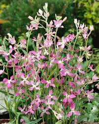 Light Green EveningScented Flower Seeds for Planting Seasonal Bloomer Heirloom & GMO Free Seeds for Home Garden
 
 Sale