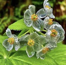 Transparent Skeleton Flower seeds for Planting - Easy to Grow, Heirloom & GMO Free Seeds for Home Garden