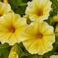 Yellow Petunia Flower seeds for Planting - Perfect for Borders, Heirloom & GMO Free Seeds for Home Garden