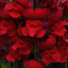 Light Red Antirrhinum Flower Seeds for Planting Cut Flower Favorite Heirloom & GMO Free Seeds for Home Garden
 
 Sale