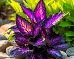 Purple Calathea Warscewiczii Flower Seeds for PlantingHeirloom & NonGMO Seeds Vibrant Colors 
 
 Sale