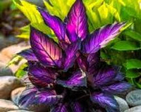 Purple Calathea Warscewiczii Flower Seeds for PlantingHeirloom & NonGMO Seeds Vibrant Colors 
 
 Sale