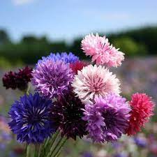 Centaurea Florence Seeds for Planting flower bed garden