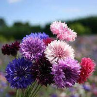 Centaurea Florence Seeds for Planting flower bed garden