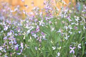 Light Green EveningScented Flower Seeds for Planting Seasonal Bloomer Heirloom & GMO Free Seeds for Home Garden
 
 Sale