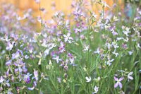 Light Green EveningScented Flower Seeds for Planting Seasonal Bloomer Heirloom & GMO Free Seeds for Home Garden
 
 Sale