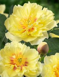 Bartzella Flower seeds for Planting - Hardy Variety, Heirloom & GMO Free Seeds for Home Garden