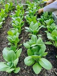 Bok Choy Seeds for Planting | Easy Growing Guide for Healthy Harvests