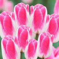 Pink White Tulip Flower seeds for Planting - Fragrant Blossoms, Heirloom & GMO Free Seeds for Home Garden