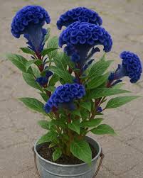 Blue Cockscomb Flower seeds for Planting - Drought Tolerant, Heirloom & GMO Free Seeds for Home Garden