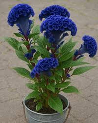 Blue Cockscomb Flower seeds for Planting - Drought Tolerant, Heirloom & GMO Free Seeds for Home Garden
