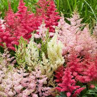 White Astilbe Perennial Flower Seeds for Planting Colorful Display Heirloom & GMO Free Seeds for Home Garden  Sale