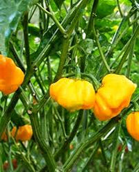 Premium Bonnet Vegetable Seeds - Easy Planting Guide Included
