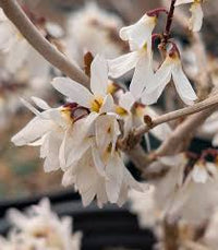 White Forsythia - Abeliophyllum distichum Flower seeds for Planting - Easy to Grow, Heirloom & GMO Free Seeds for Home Garden