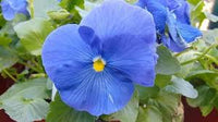 Light Blue Mini Violet Flower Seeds for Planting Garden Favorite Heirloom & GMO Free Seeds for Home Garden
 
 Sale