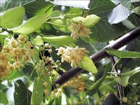 American Basswood Tree Seeds for Planting - Long Bloom Season, Heirloom & GMO Free Seeds for Home Garden