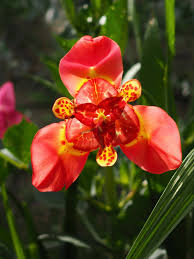 Red Tigridia Pavonia Flower seeds for Planting - Bright Blooms, Heirloom & GMO Free Seeds for Home Garden