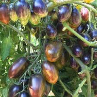 Atomic Tomato Seeds: Ideal for Planting