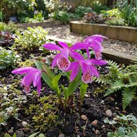 Tongariro Hardy Flower seeds for Planting - Perfect for Borders, Heirloom & GMO Free Seeds for Home Garden
