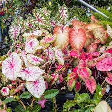 Teal Mix Caladium Flower seeds for Planting - Bright Blooms, Heirloom & GMO Free Seeds for Home Garden