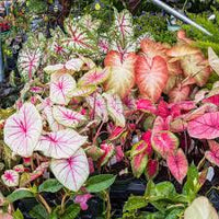 Teal Mix Caladium Flower seeds for Planting - Bright Blooms, Heirloom & GMO Free Seeds for Home Garden
