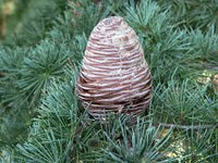 Cedrus Deodara Tree Seeds for Planting - Cut Flower Favorite, Heirloom & GMO Free Seeds for Home Garden