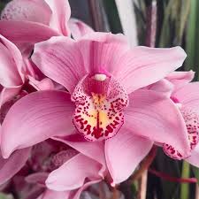 Nema Cymbidium Orchid Flower seeds for Planting - Drought Tolerant, Heirloom & GMO Free Seeds for Home Garden