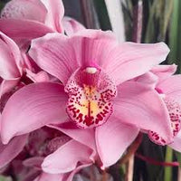 Nema Cymbidium Orchid Flower seeds for Planting - Drought Tolerant, Heirloom & GMO Free Seeds for Home Garden
