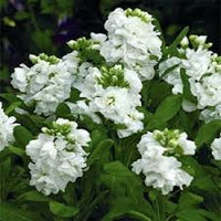 White Matthiola Flower Seeds – Sun Loving Heirloom & NonGMO for Home Garden
 
 Sale