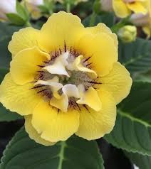 Yellow Gloxinia Flower seeds for Planting Vibrant Colors Heirloom & GMO Free Seeds for Home Garden
 
 Sale