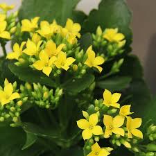 Yellow Kalanchoe Flower seeds for Planting - Fragrant Blossoms, Heirloom & GMO Free Seeds for Home Garden
