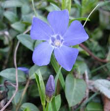 Blue Vinca Periwinkle Flower seeds for Planting - Seasonal Bloomer, Heirloom & GMO Free Seeds for Home Garden
 
 Sale