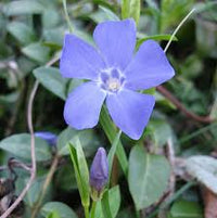 Blue Vinca Periwinkle Flower seeds for Planting - Seasonal Bloomer, Heirloom & GMO Free Seeds for Home Garden
 
 Sale